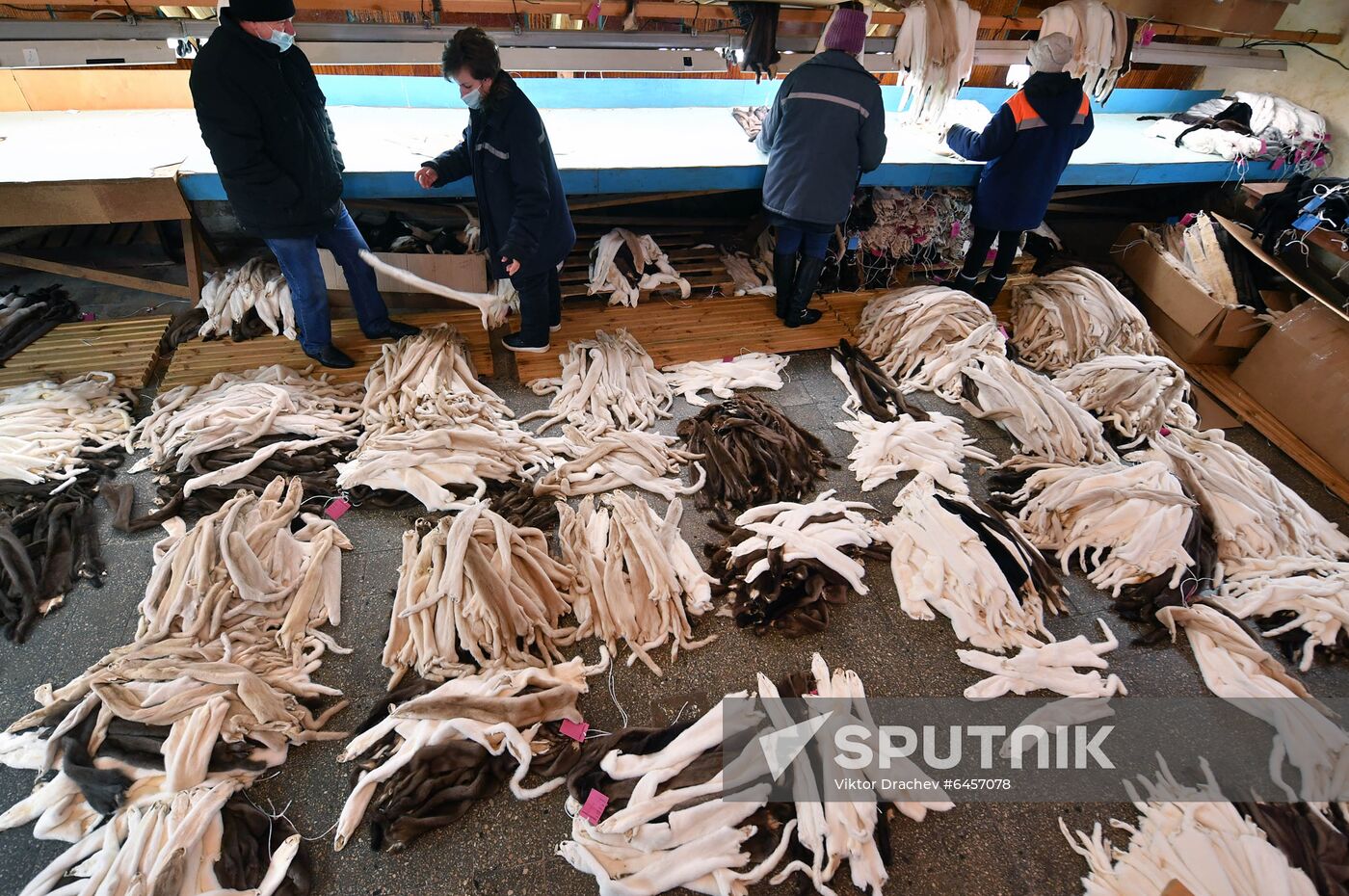 Belarus Mink Breeding