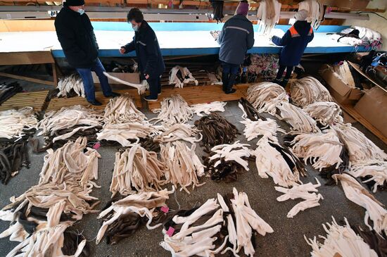 Belarus Mink Breeding