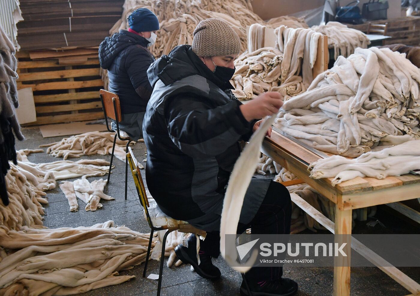 Belarus Mink Breeding