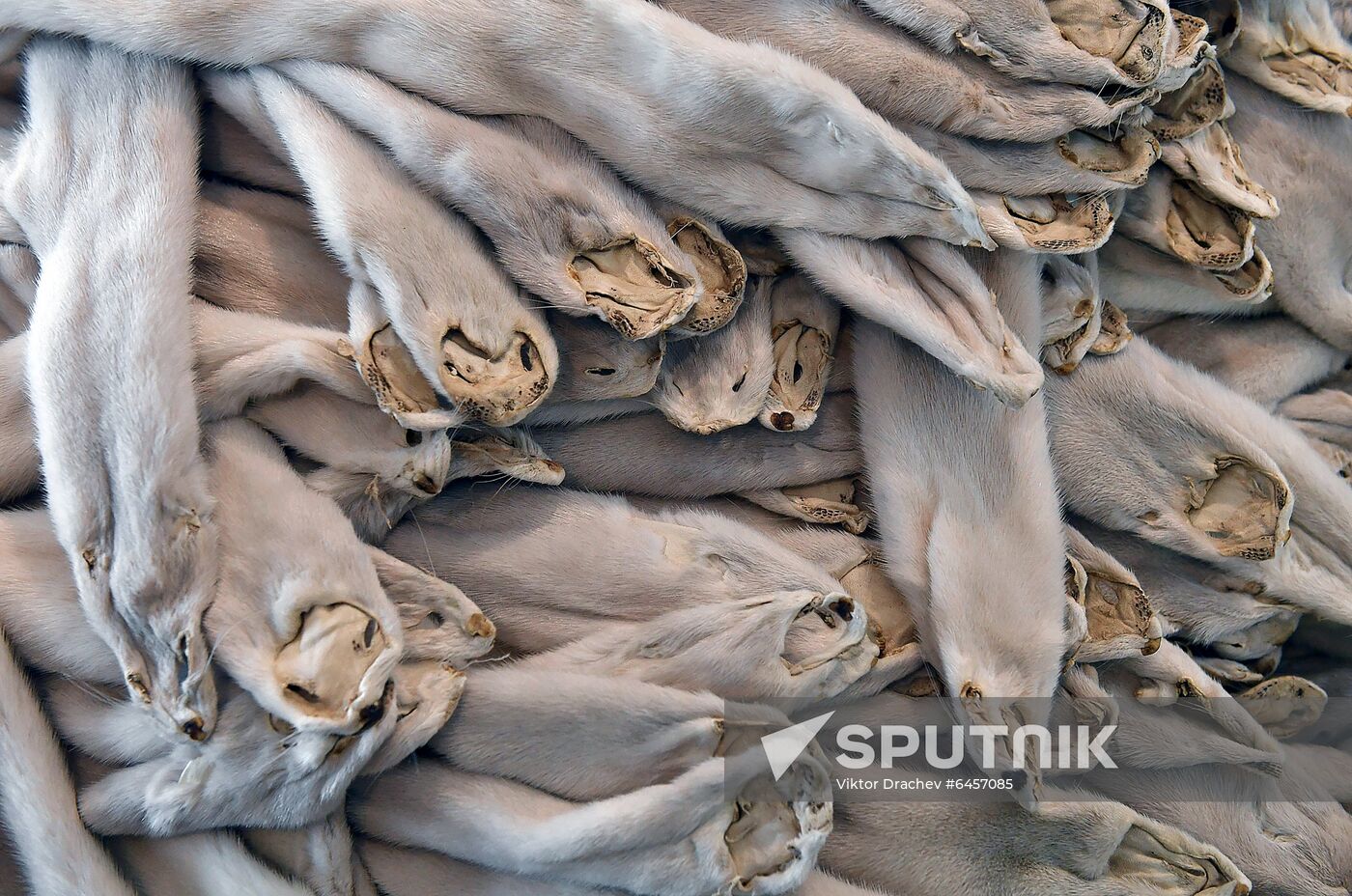 Belarus Mink Breeding