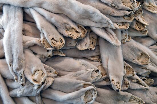 Belarus Mink Breeding