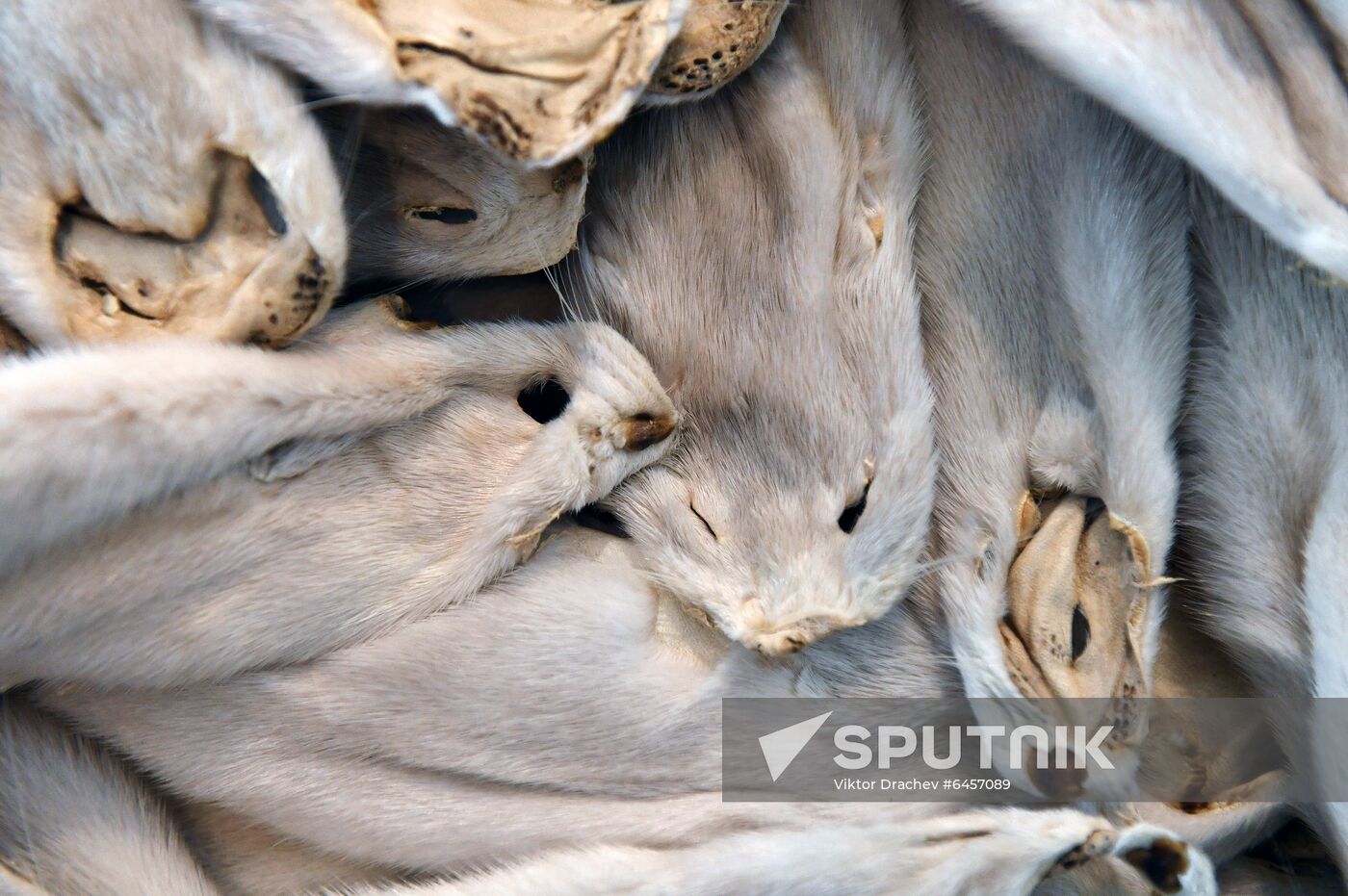 Belarus Mink Breeding