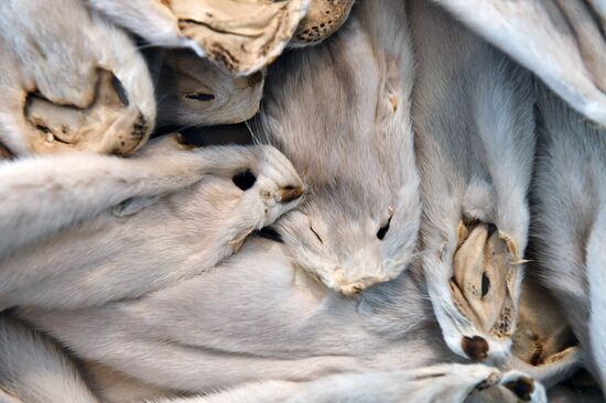 Belarus Mink Breeding