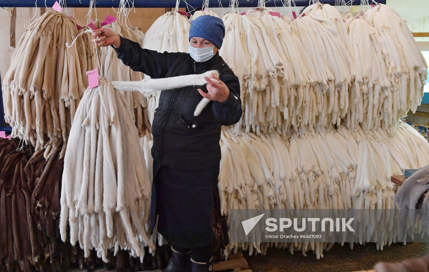 Belarus Mink Breeding
