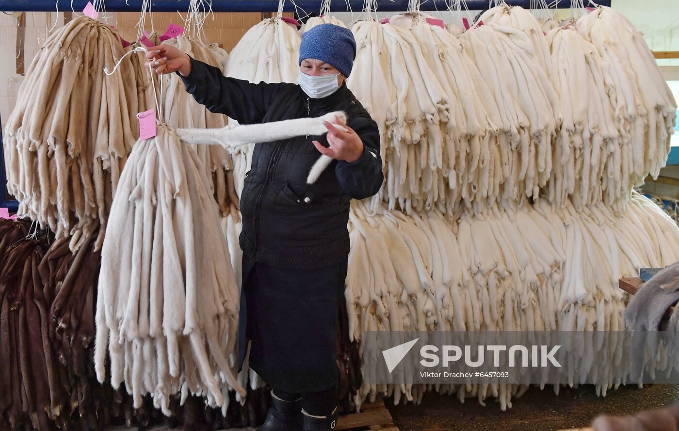 Belarus Mink Breeding