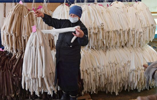 Belarus Mink Breeding