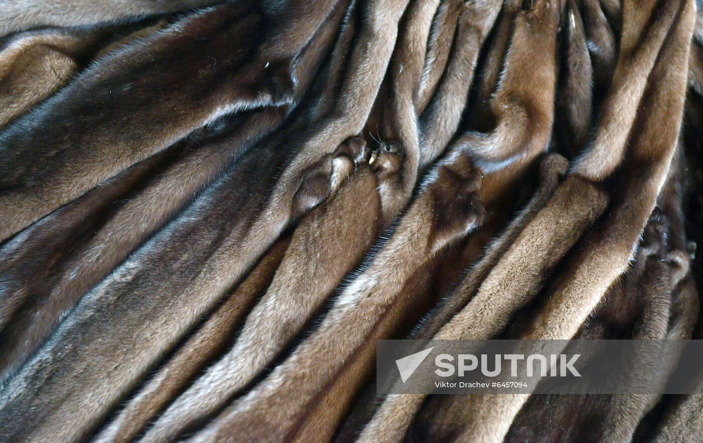 Belarus Mink Breeding