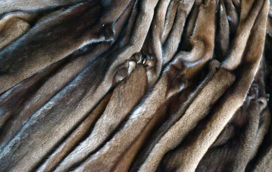 Belarus Mink Breeding