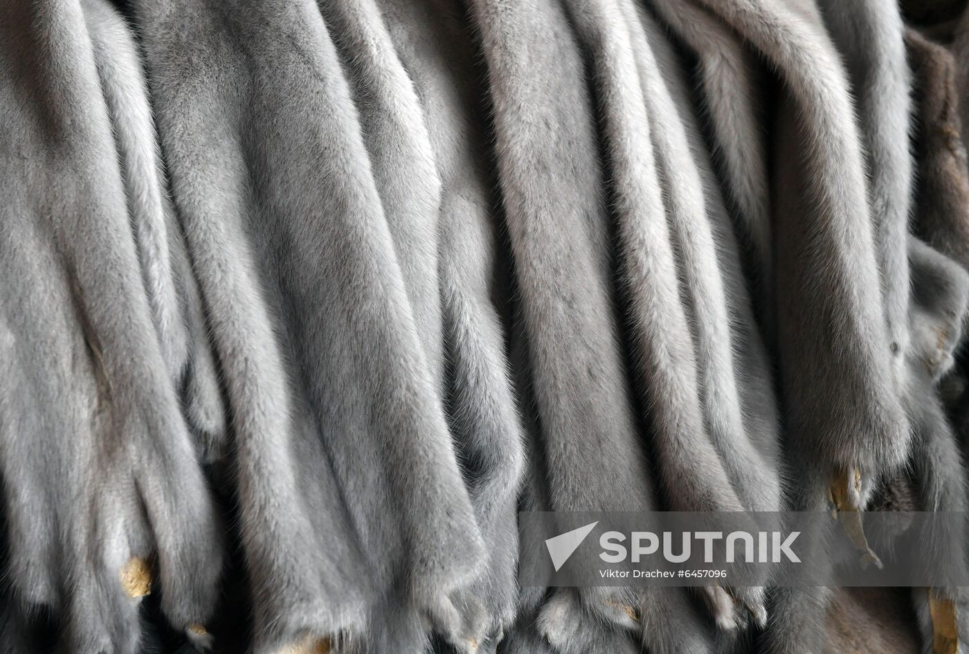 Belarus Mink Breeding