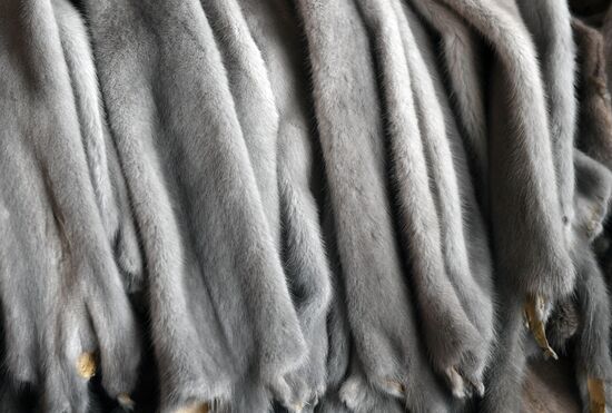 Belarus Mink Breeding