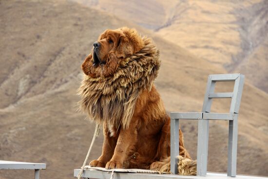 China Tibetan Monastery