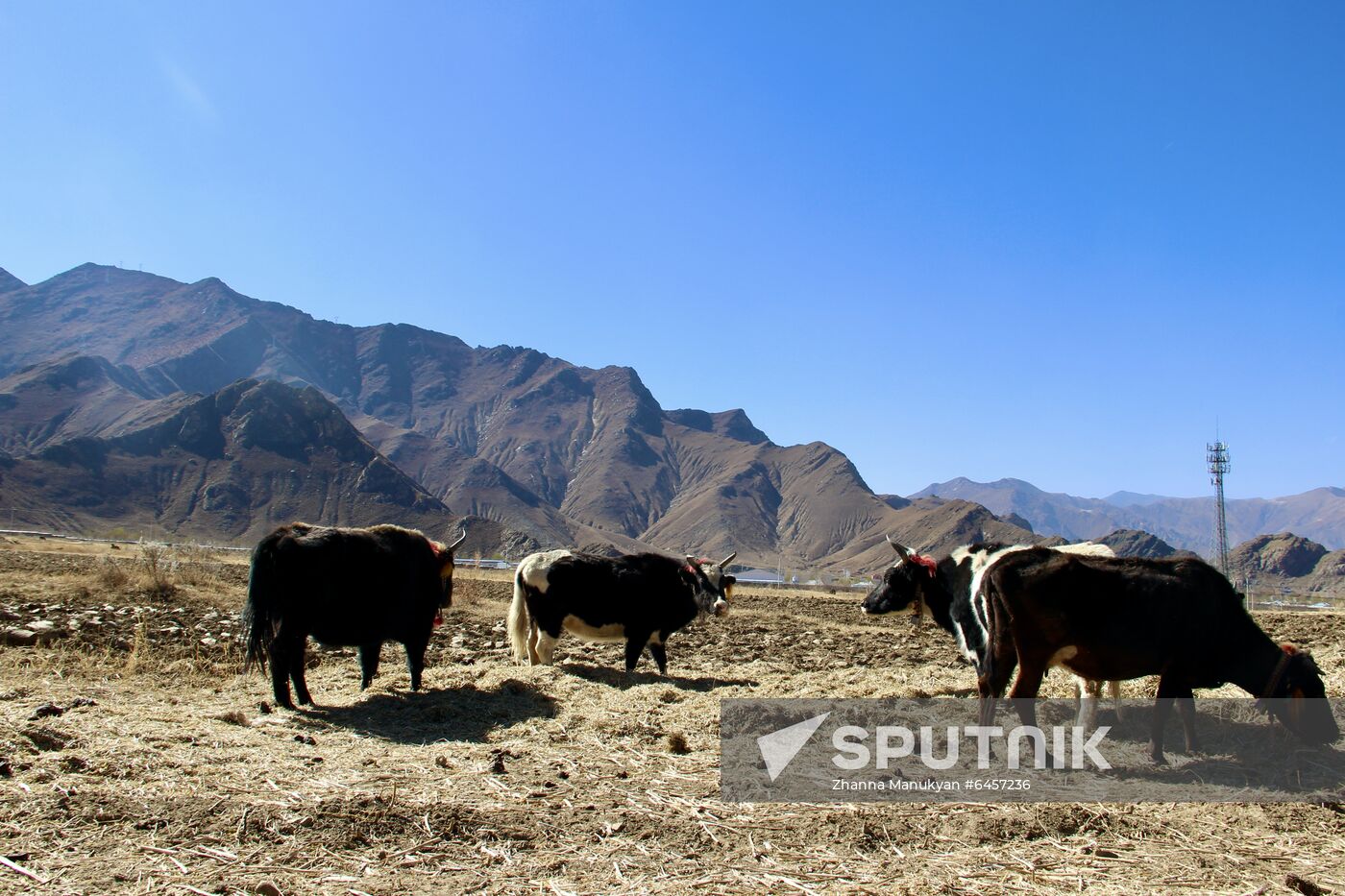 China Tibetan Monastery