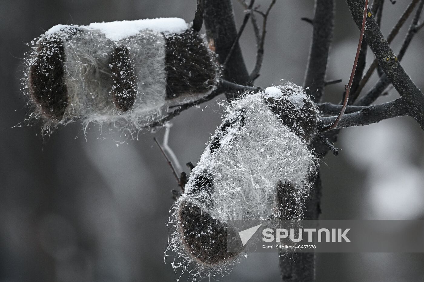 Russia Winter
