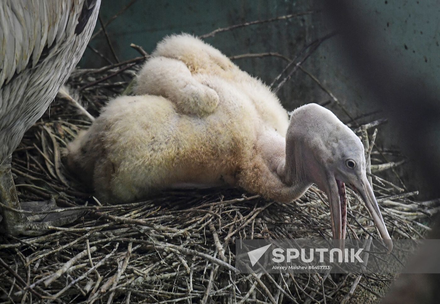 Russia Pelicans