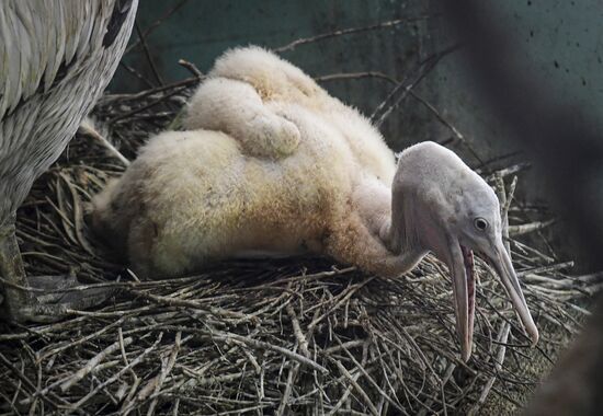 Russia Pelicans