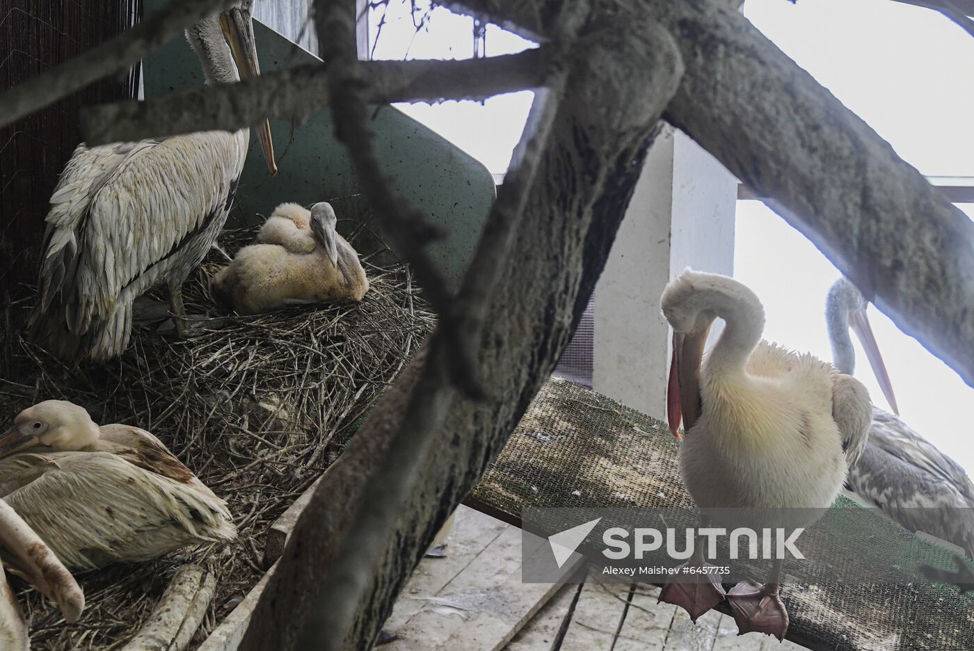 Russia Pelicans