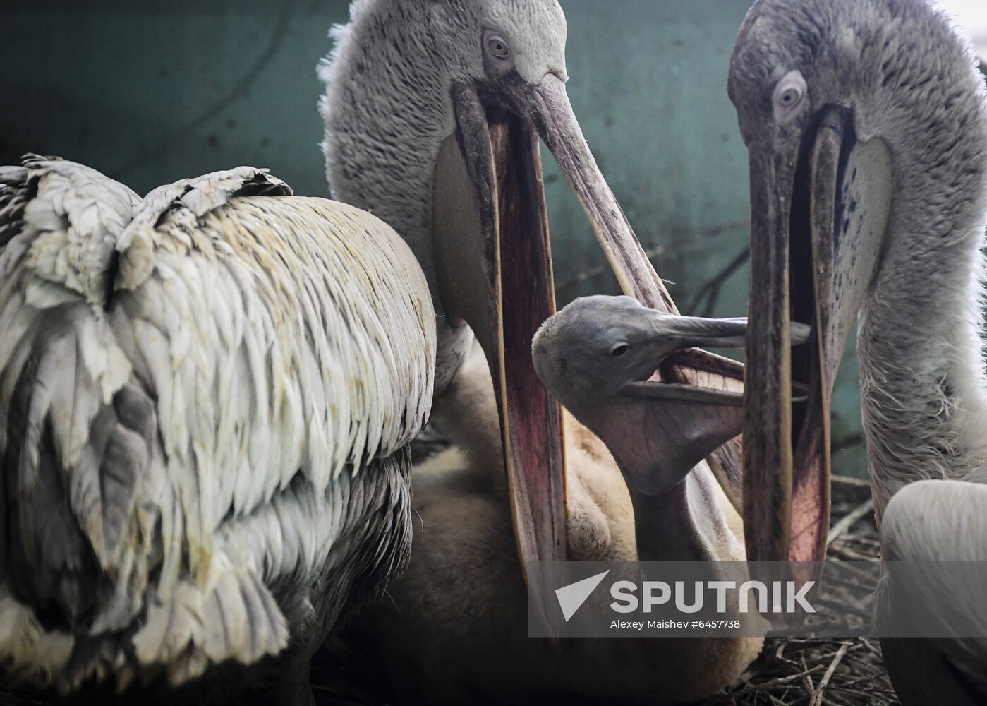 Russia Pelicans