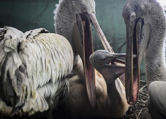 Russia Pelicans