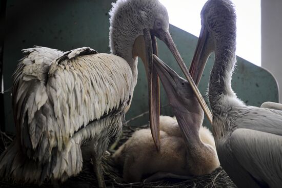 Russia Pelicans