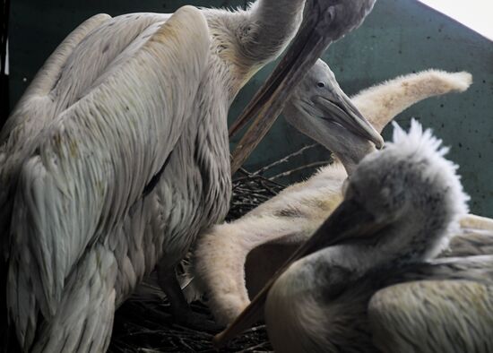 Russia Pelicans