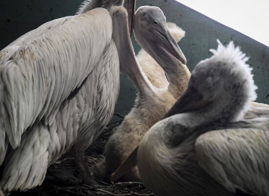 Russia Pelicans