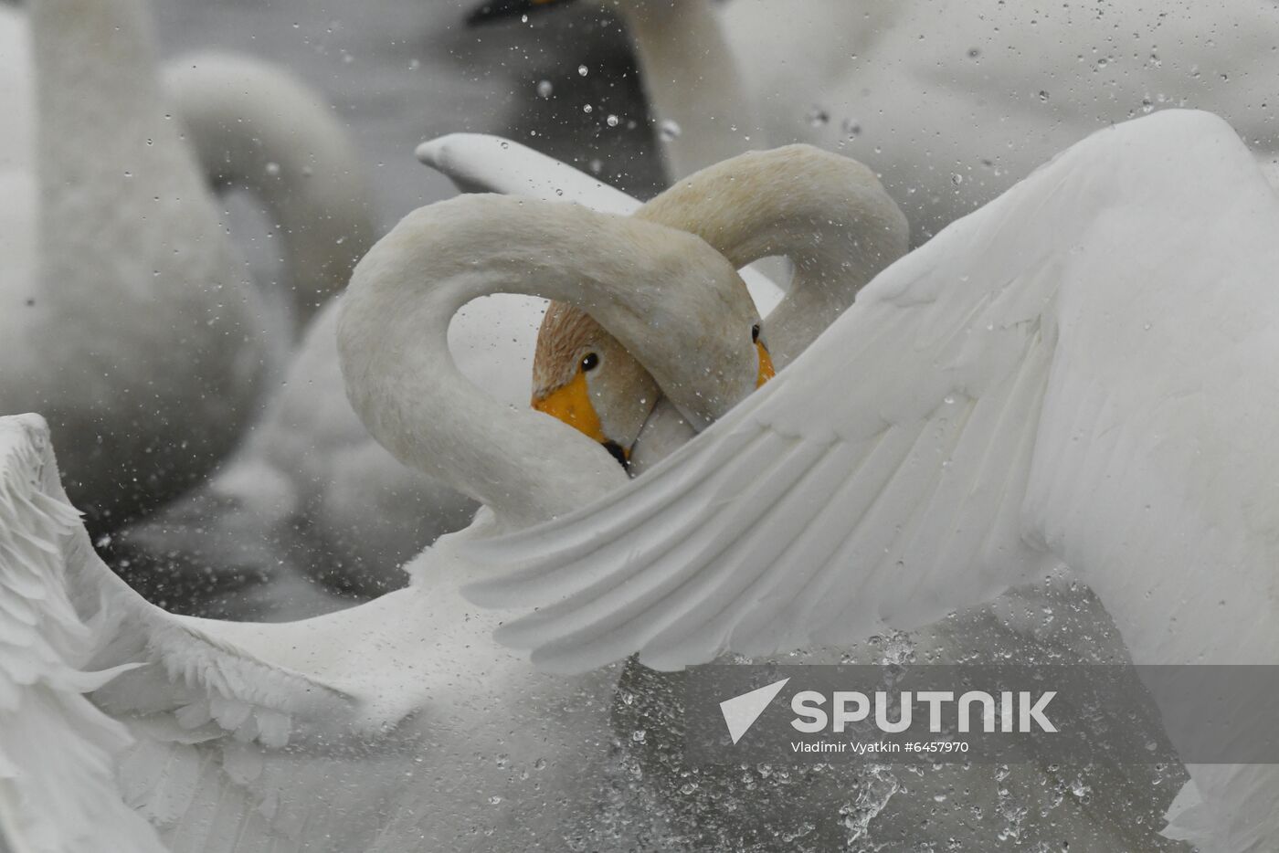 Russia Nature Reserve Swans