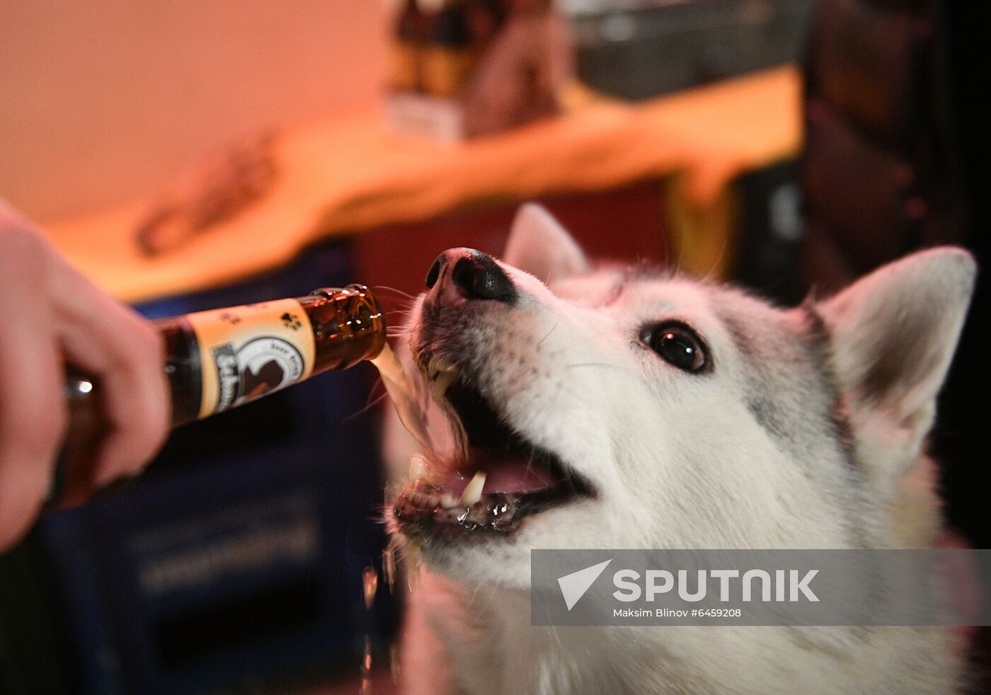 Russia Dog Beer