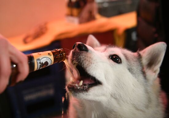 Russia Dog Beer
