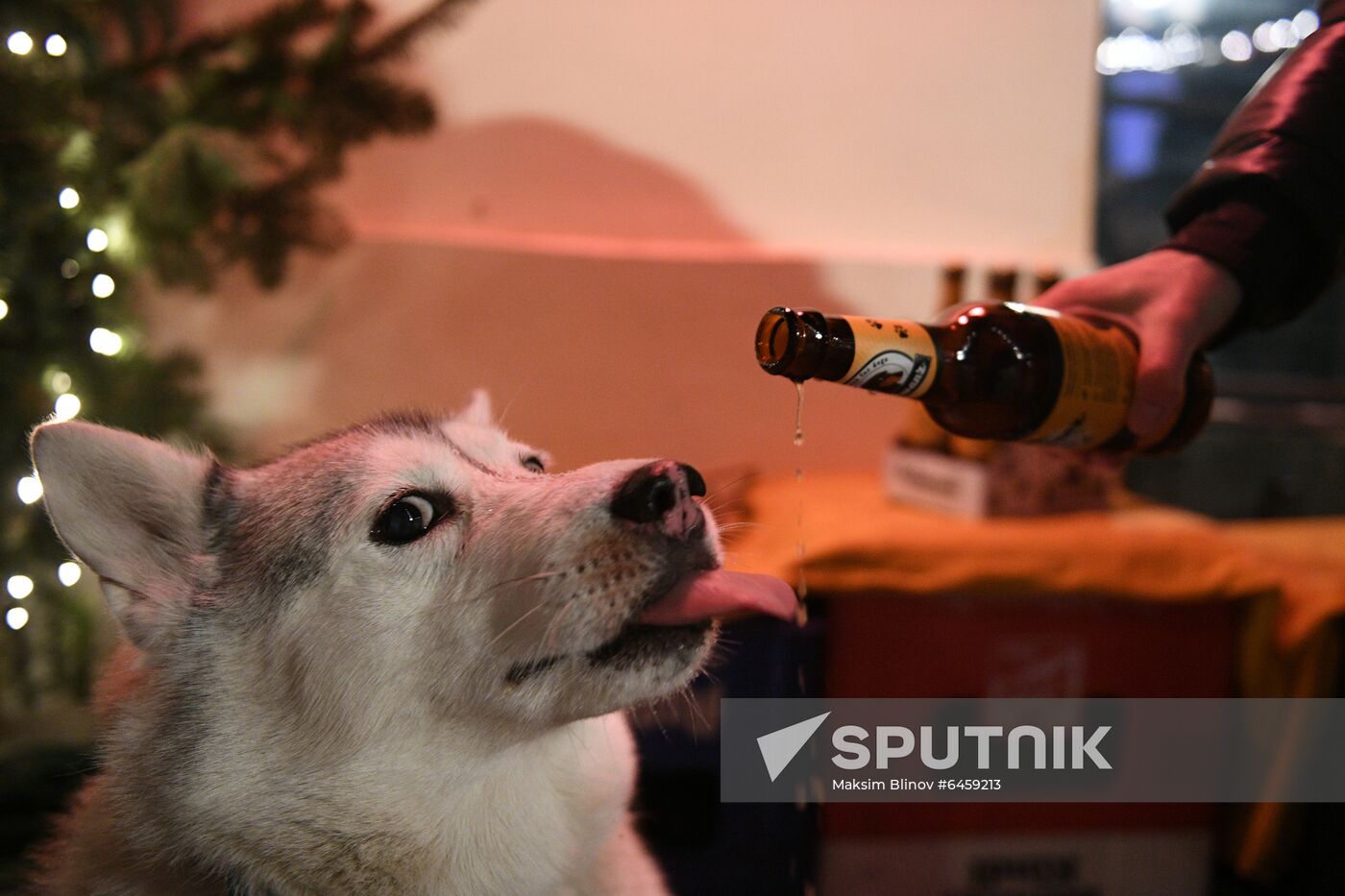 Russia Dog Beer