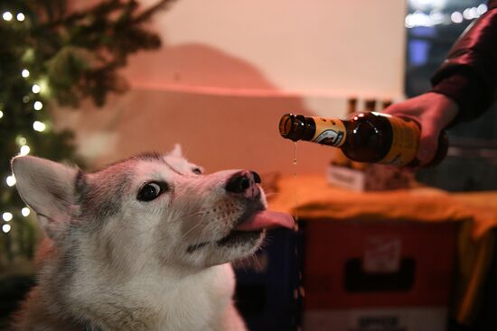 Russia Dog Beer