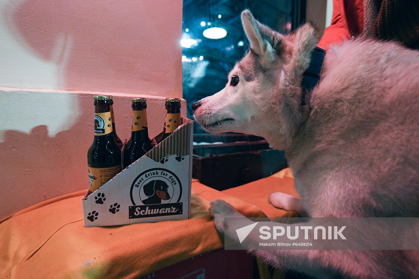 Russia Dog Beer