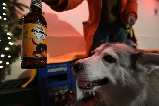 Russia Dog Beer