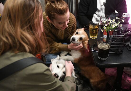 Russia Dog Beer