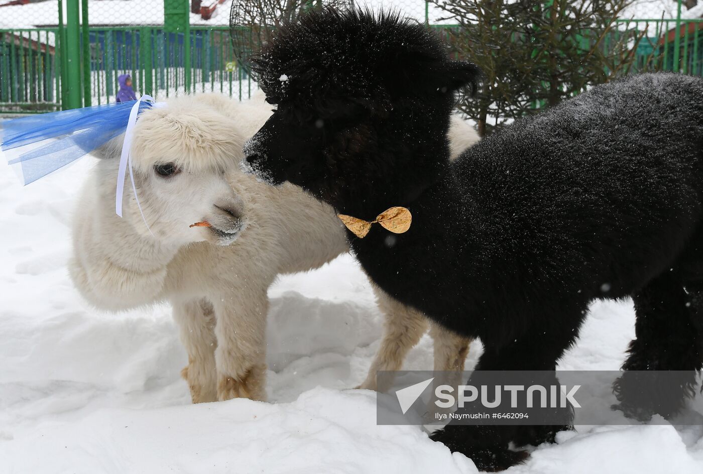 Russia Valentine's Day