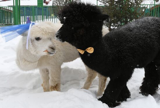 Russia Valentine's Day