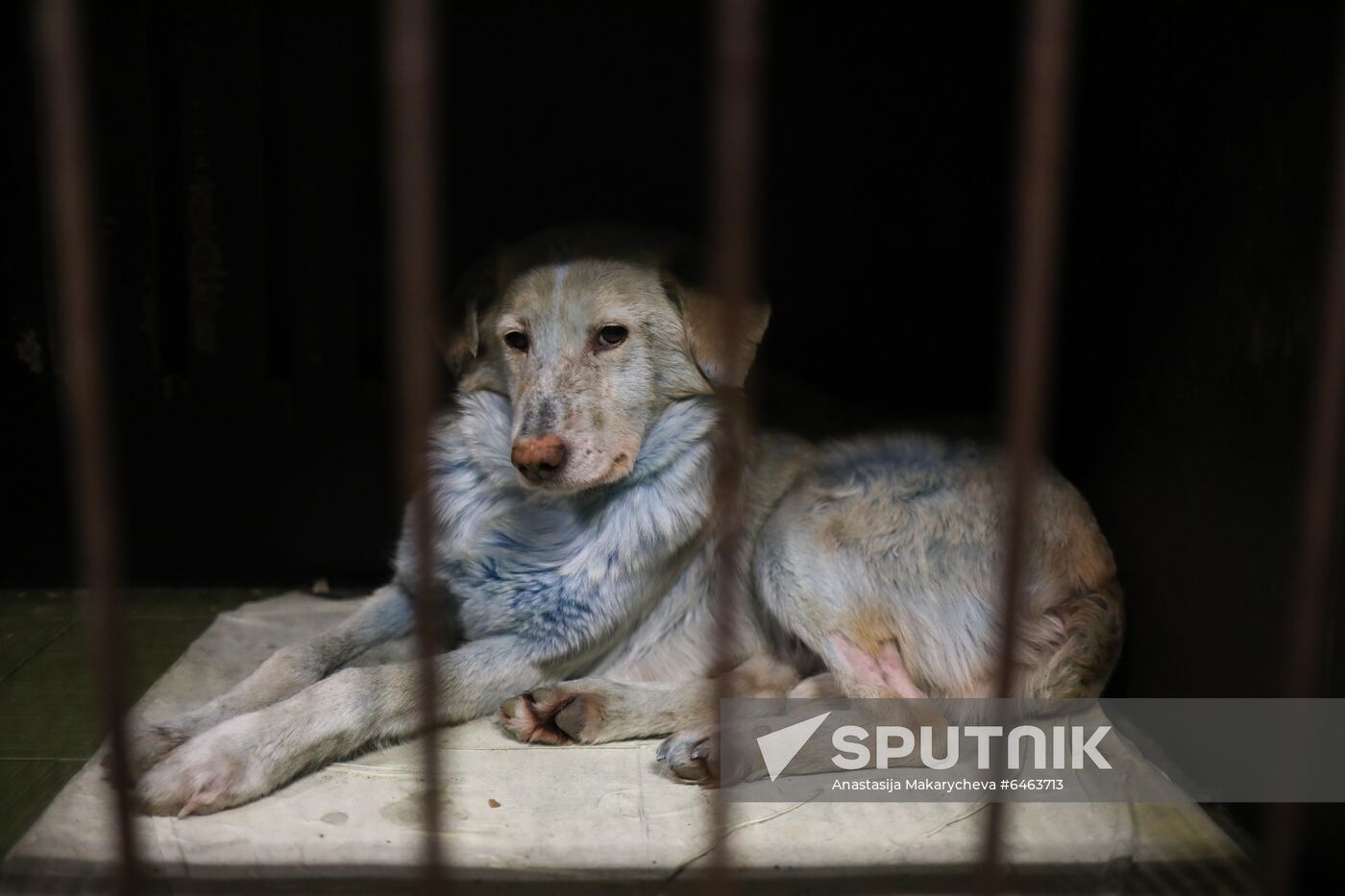 Russia Blue Dogs