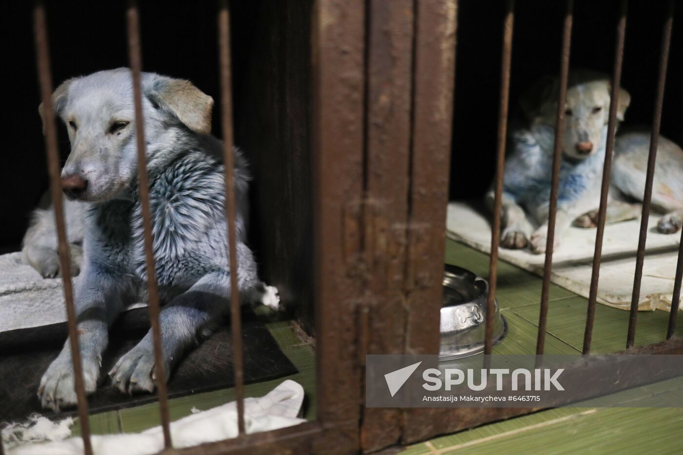Russia Blue Dogs