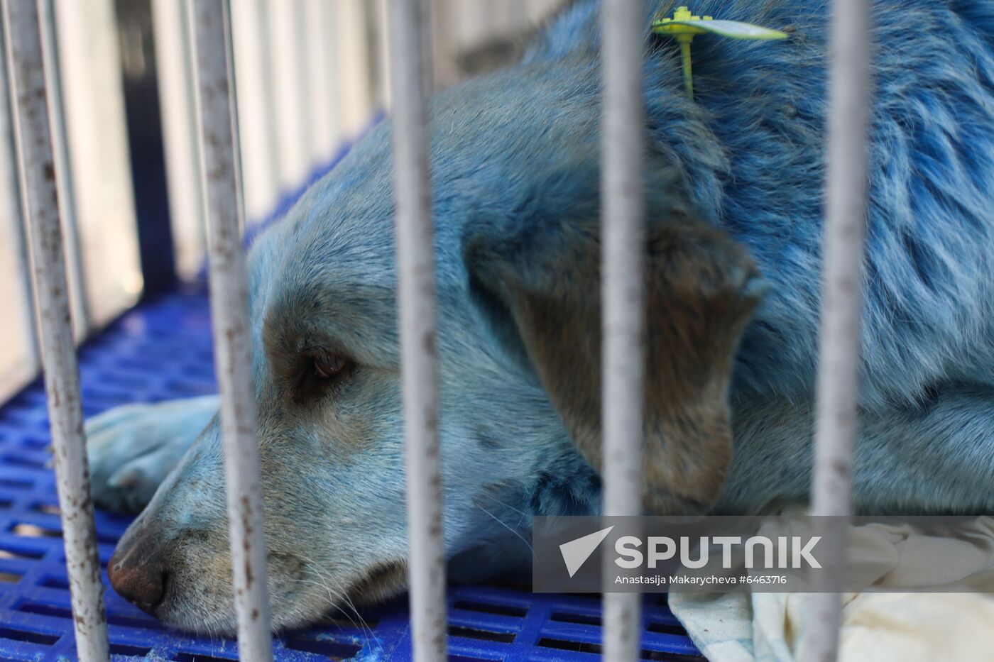 Russia Blue Dogs