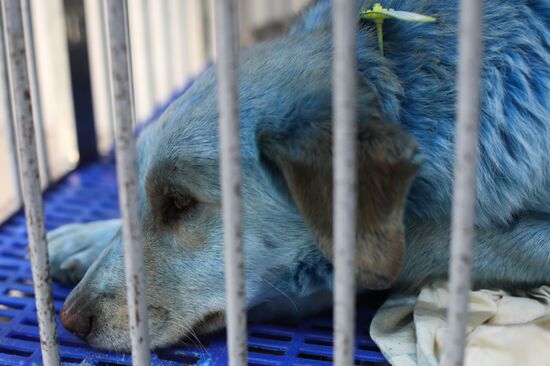 Russia Blue Dogs