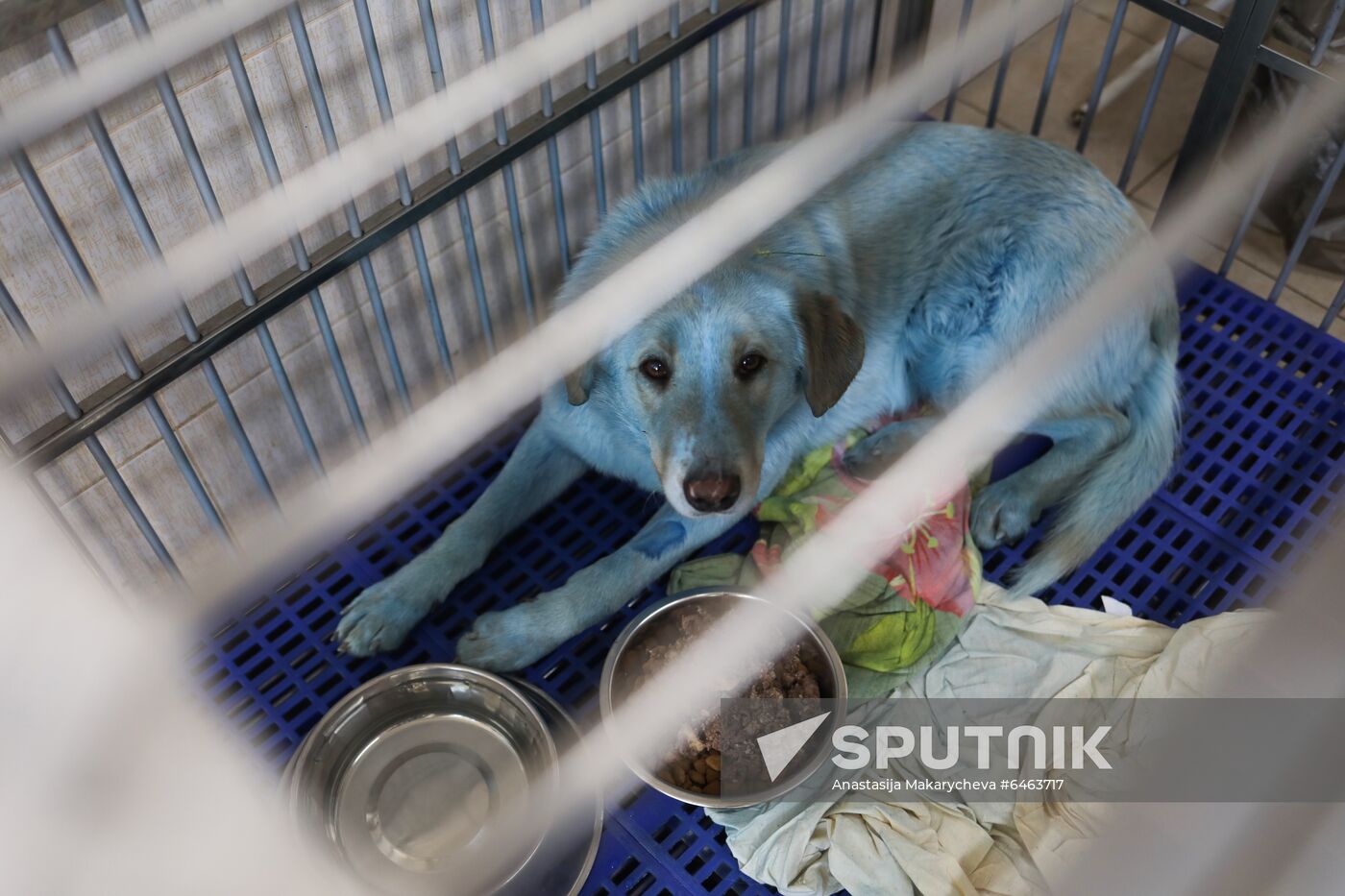 Russia Blue Dogs