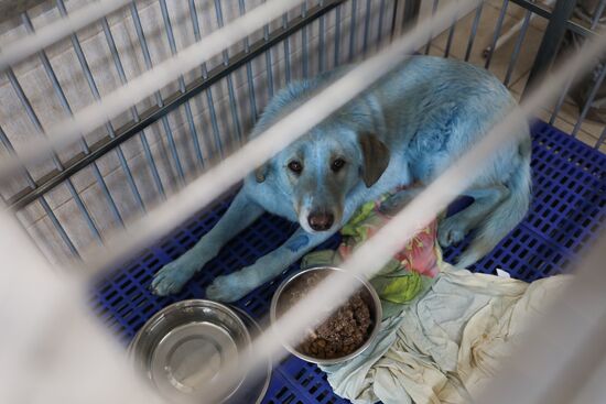 Russia Blue Dogs
