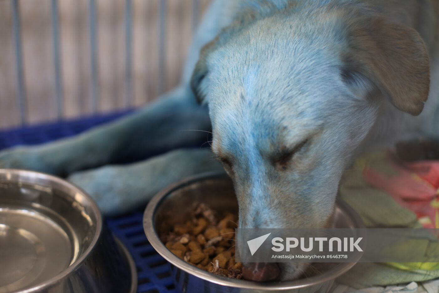 Russia Blue Dogs