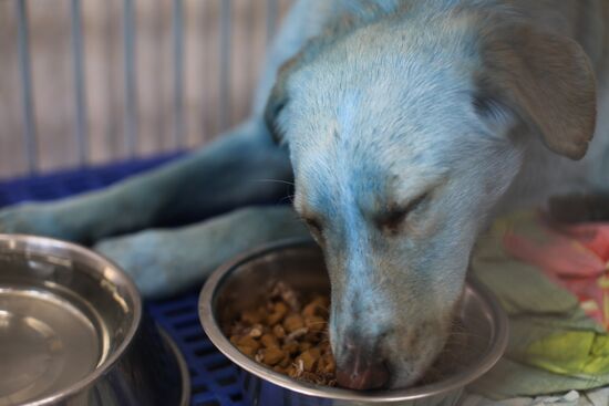 Russia Blue Dogs