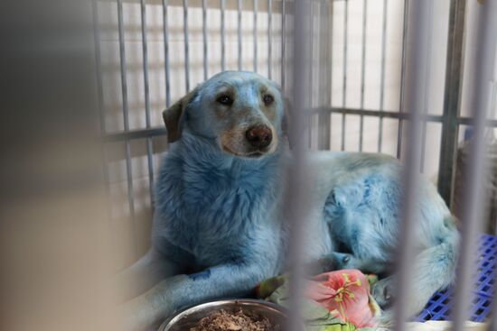 Russia Blue Dogs