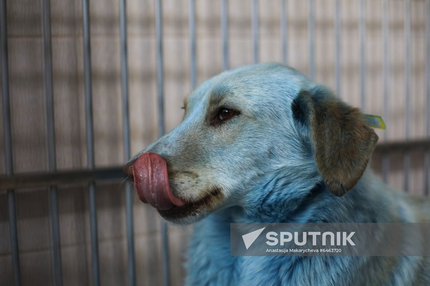 Russia Blue Dogs