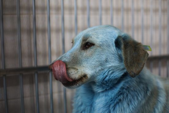 Russia Blue Dogs