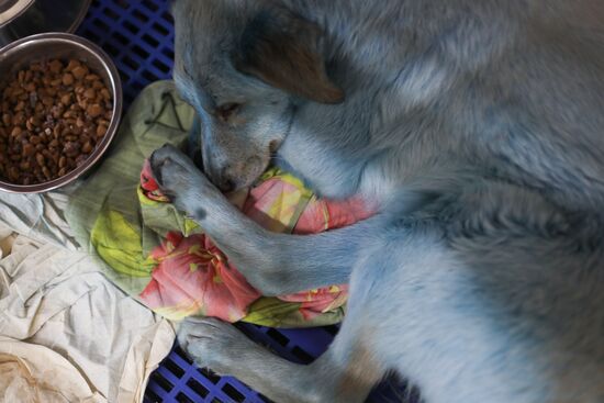 Russia Blue Dogs