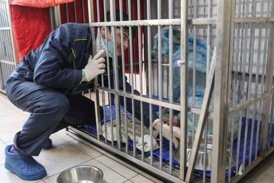 Russia Blue Dogs