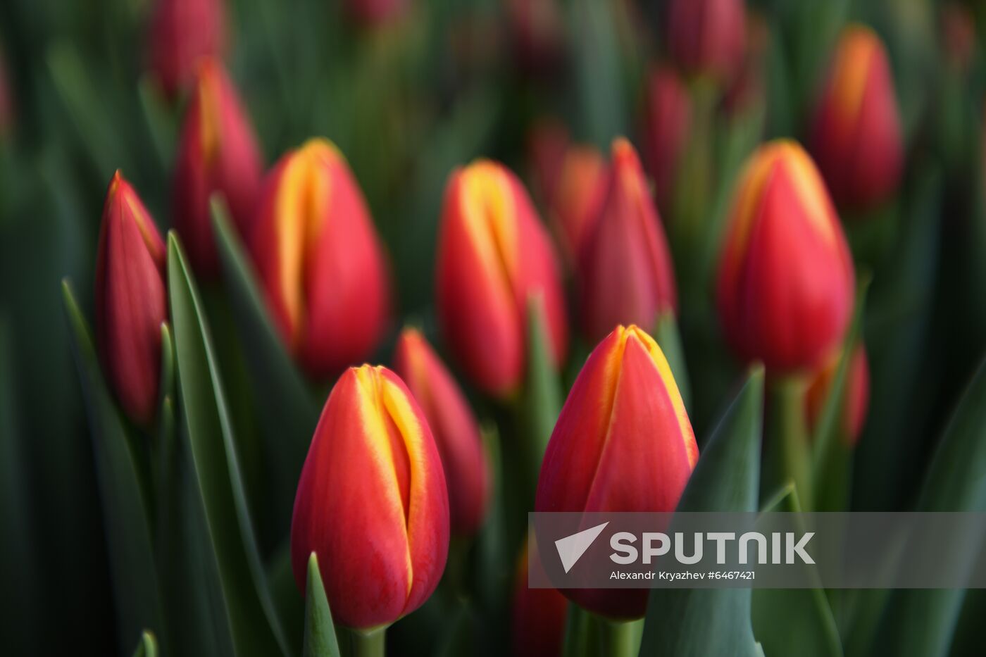Russia Tulips