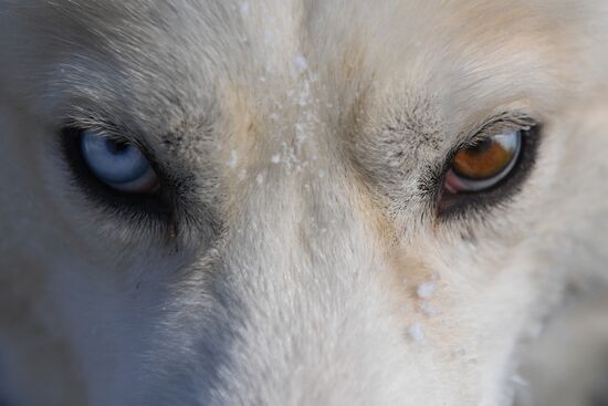 Russia Sled Dog Race
